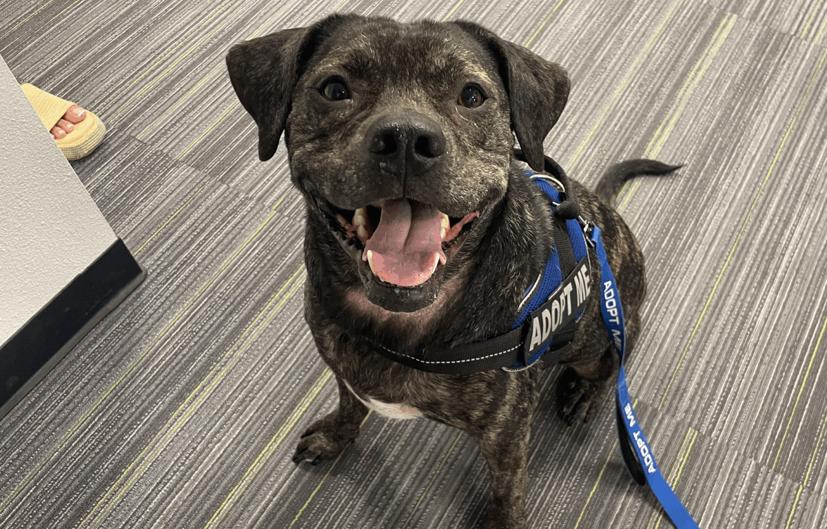 A cheerful brindle dog sitting on a striped carpet indoors, wearing a blue "Adopt Me" harness and leash. The dog is looking up with a wide smile, tongue out, and tail curled to the side.