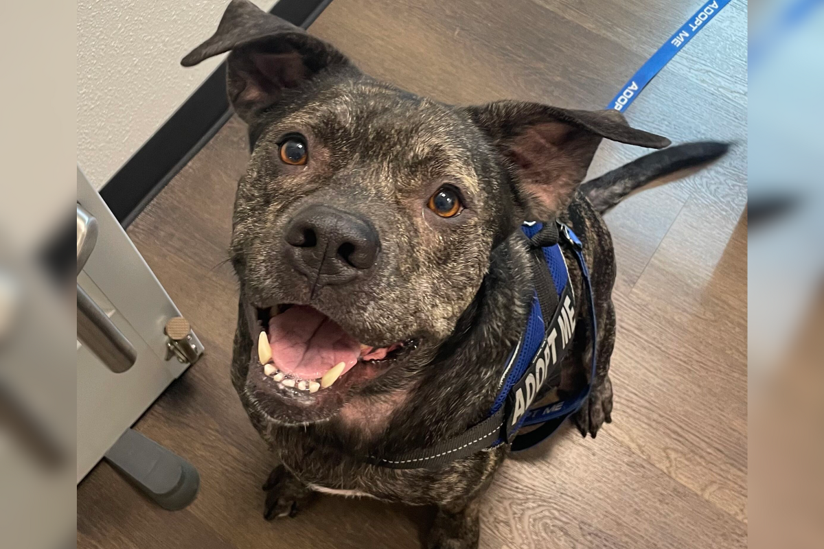 A happy brindle dog with a big smile, sitting indoors on a wood floor. The dog is wearing a blue "Adopt Me" harness and looking up with ears perked and tongue slightly out.