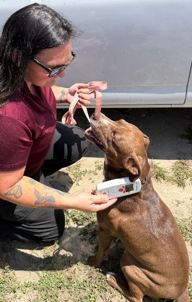 Woman kneeling next to a brown dog while scanning its neck with a microchip reader.