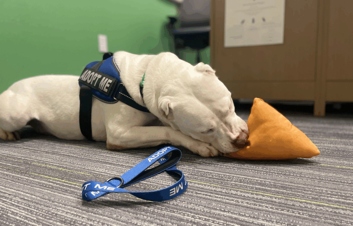A white dog in a black harness and a blue "Adopt Me" leash lays on carpeted floor while playing with a pizza-shaped chew toy.