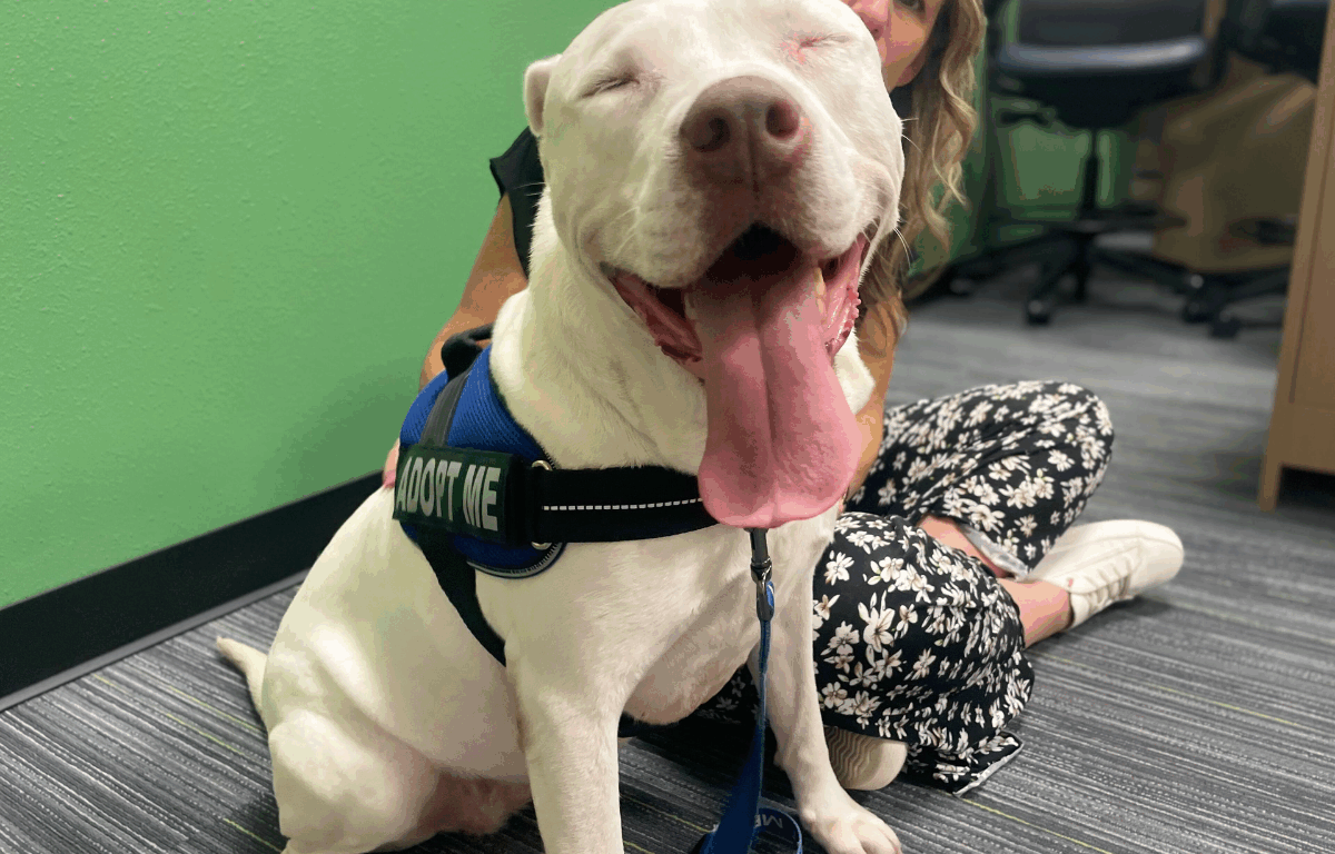 A white dog in a black harness and a blue "Adopt Me" lease sits on the floor with its eyes closed and its tongue sticking out while being pet by a woman behind it in floral black and white pants.