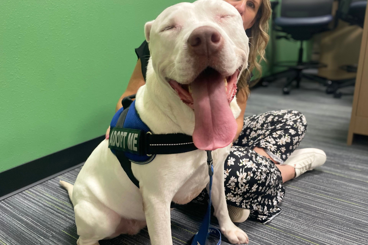 A white dog in a black harness and a blue "Adopt Me" lease sits on the floor with its eyes closed and its tongue sticking out while being pet by a woman behind it in floral black and white pants.