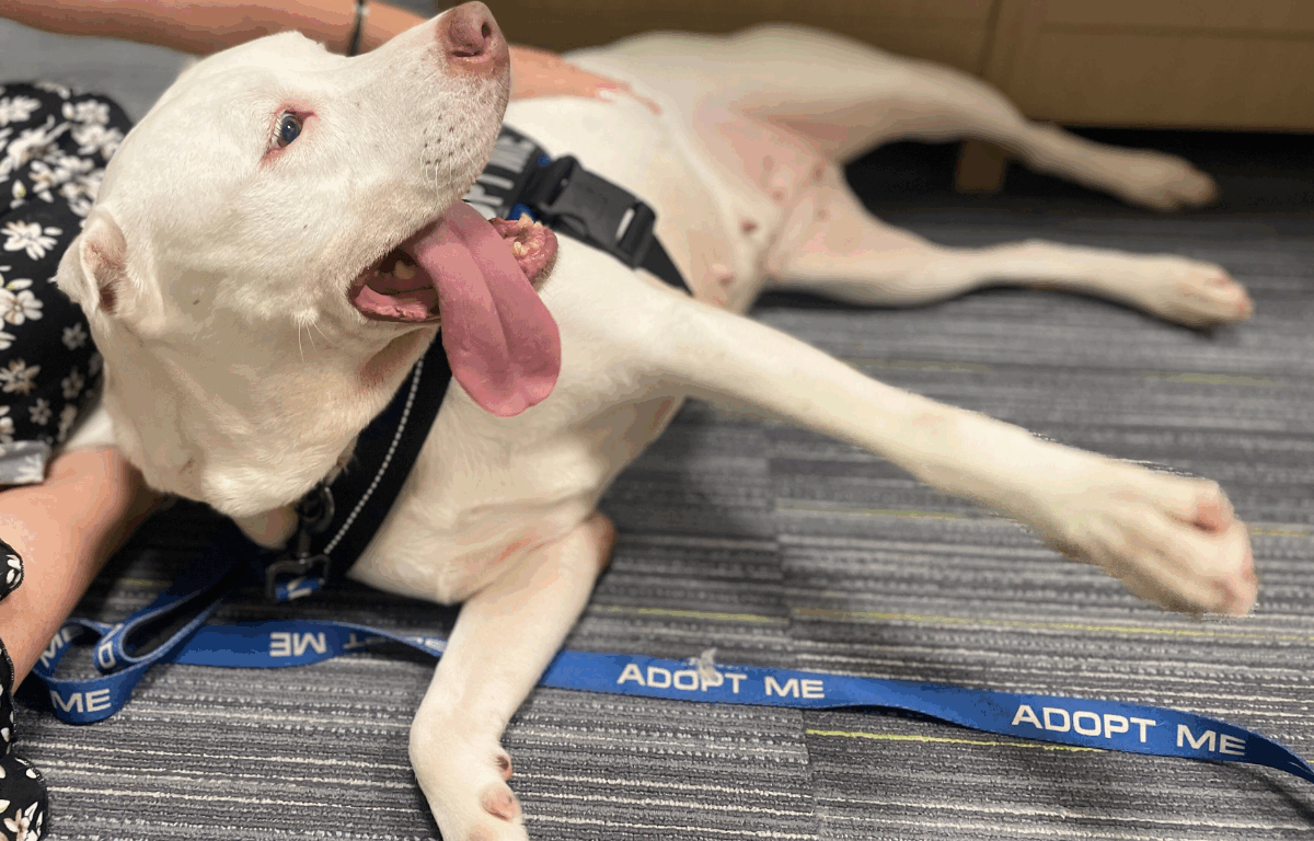 A white dog with a harness and blue "Adopt Me" leash lies on its side indoors, tongue out and happily reaching a paw forward while resting near a person in floral pants.