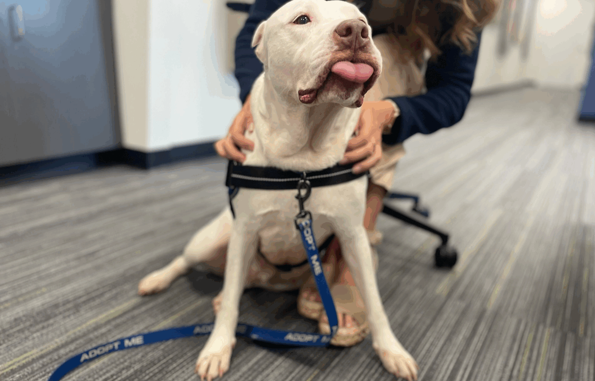 A white dog with a black harness and blue "Adopt Me" leash sits on the floor with its tongue sticking out slightly, being gently held by a smiling person behind it.