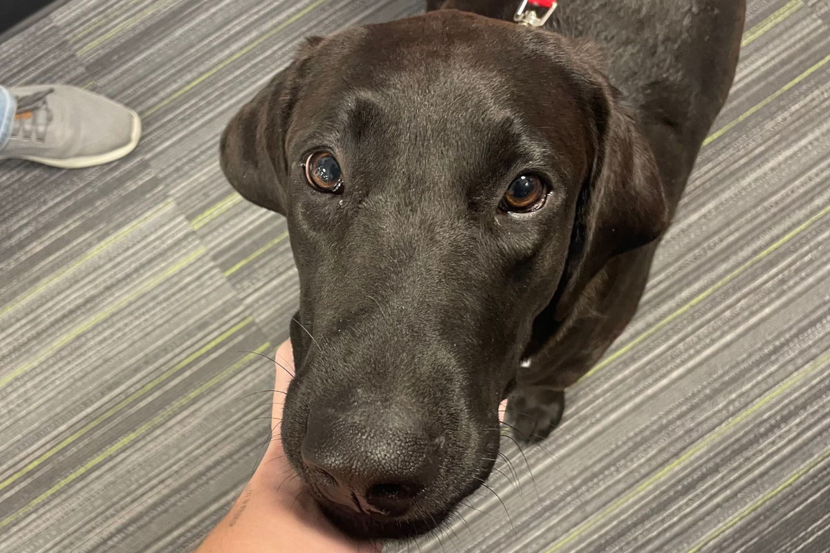 Close-up of Bitty, a large black dog with soulful brown eyes, gently resting her head in someone's hand while looking up with a calm expression.