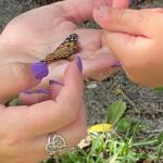 Photo of two hands - and adult's and a child's - holding a butterfly to release.
