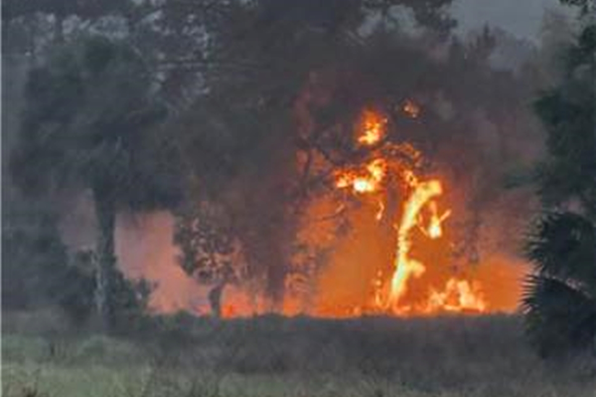 A brush fire burns intensely through a wooded area in Ocala, with tall flames climbing trees and thick smoke rising into the air.