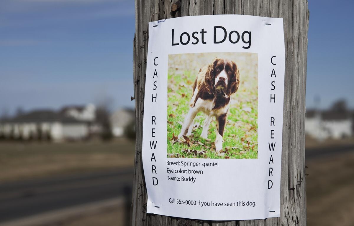 Lost dog flyer for a brown and white Springer Spaniel named Buddy, posted on a utility pole with a photo and contact number.