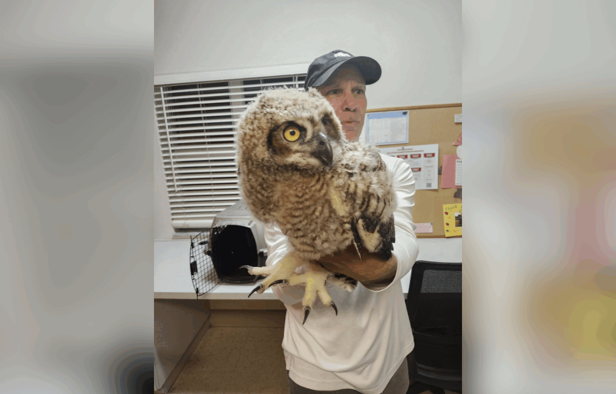 A wildlife rescue volunteer holds a large, fluffy juvenile owl indoors. The owl has wide yellow eyes and soft brown and white feathers. A pet carrier sits on the table behind them.
