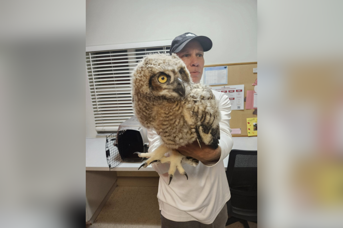 A wildlife rescue volunteer holds a large, fluffy juvenile owl indoors. The owl has wide yellow eyes and soft brown and white feathers. A pet carrier sits on the table behind them.