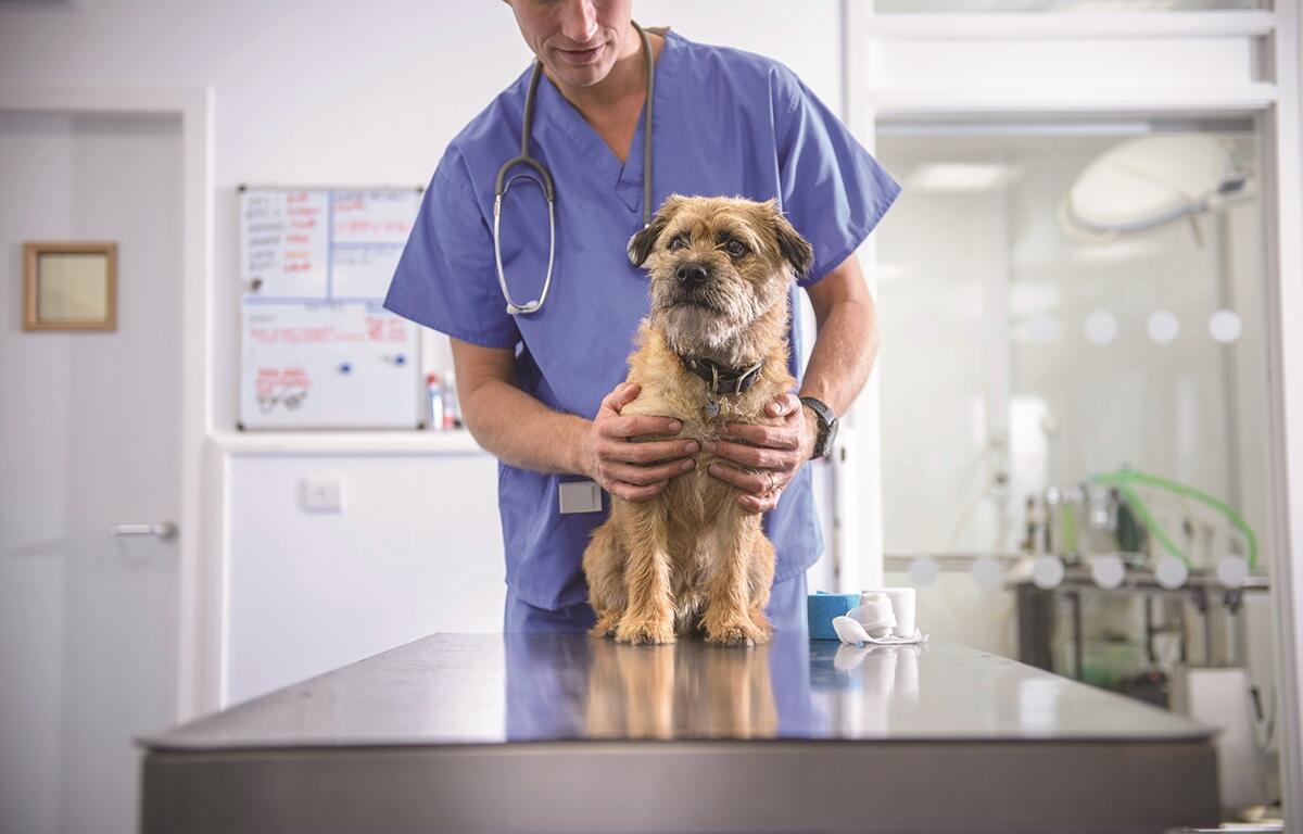Veterinarian in blue scrubs holding a small brown dog on an exam table in a clinic.
