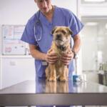 Veterinarian in blue scrubs holding a small brown dog on an exam table in a clinic.