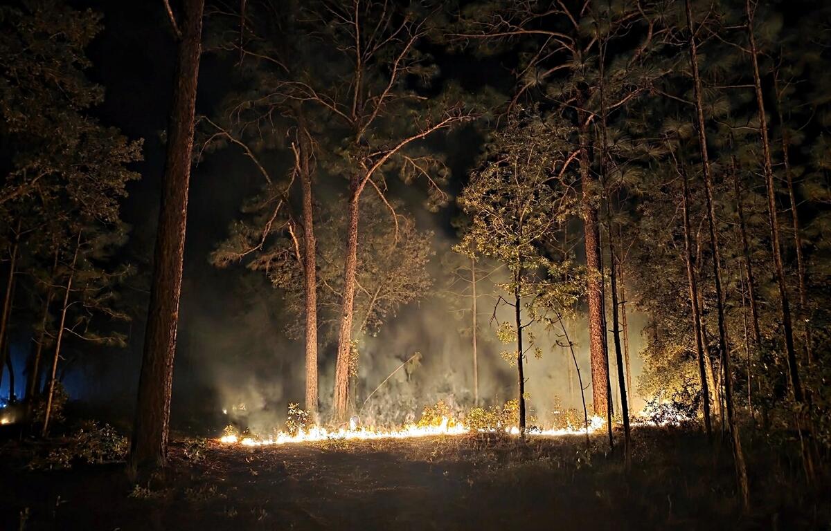 Wildfire burning low to the ground in a pine forest at night, with smoke rising through the trees near Salt Springs in Ocala National Forest.