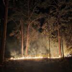 Wildfire burning low to the ground in a pine forest at night, with smoke rising through the trees near Salt Springs in Ocala National Forest.