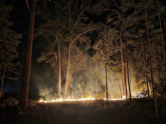 Wildfire burning low to the ground in a pine forest at night, with smoke rising through the trees near Salt Springs in Ocala National Forest.