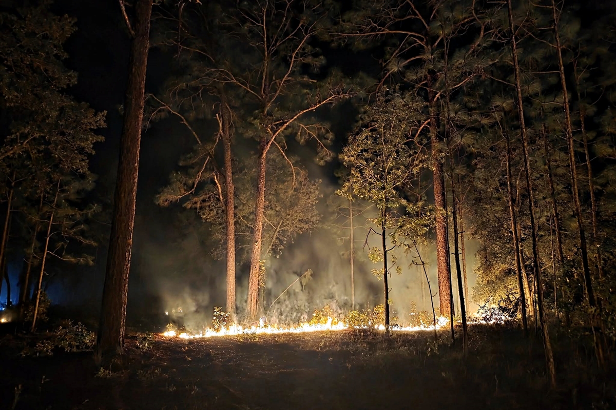 Wildfire burning low to the ground in a pine forest at night, with smoke rising through the trees near Salt Springs in Ocala National Forest.