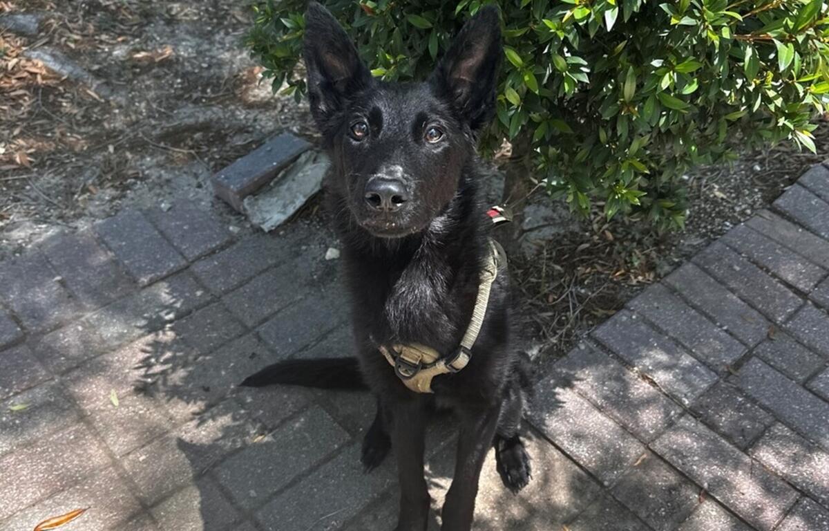 Black dog wearing a harness sits upright on a brick walkway next to a shrub.