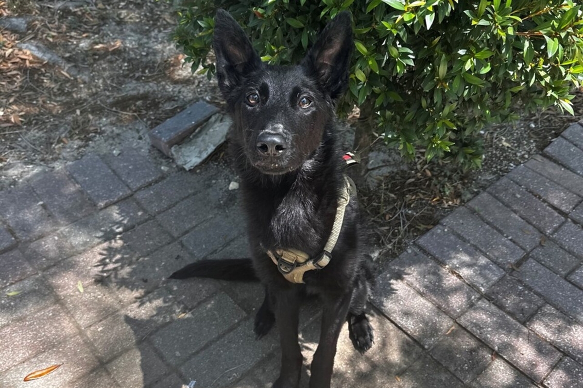 Black dog wearing a harness sits upright on a brick walkway next to a shrub.