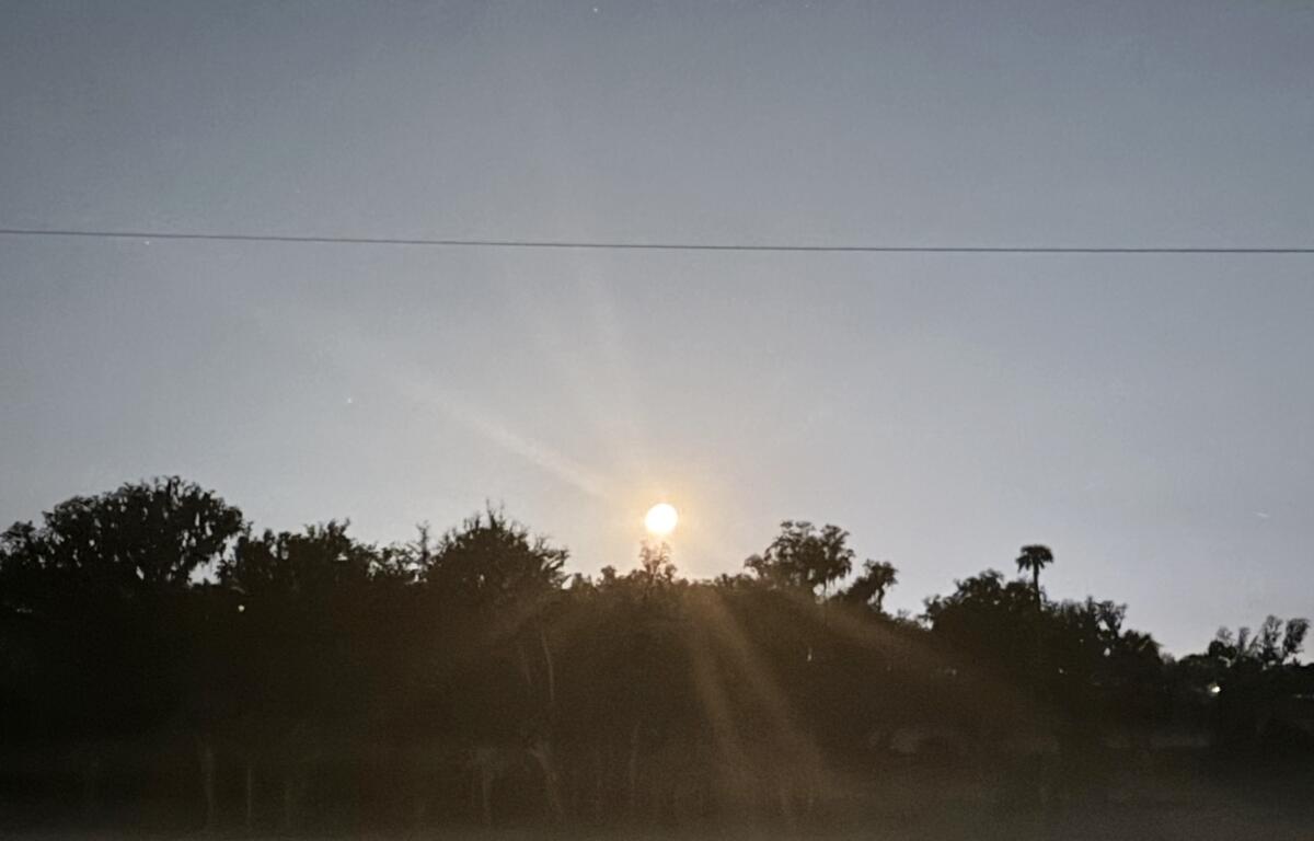 Sunrise over silhouetted trees in Ocala with sun rays stretching across a clear morning sky.
