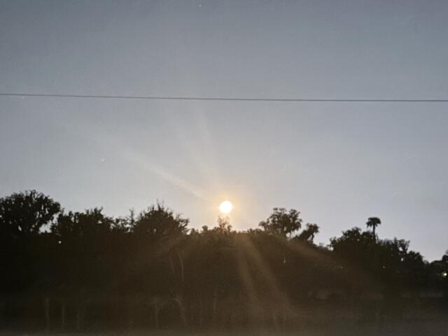 Sunrise over silhouetted trees in Ocala with sun rays stretching across a clear morning sky.