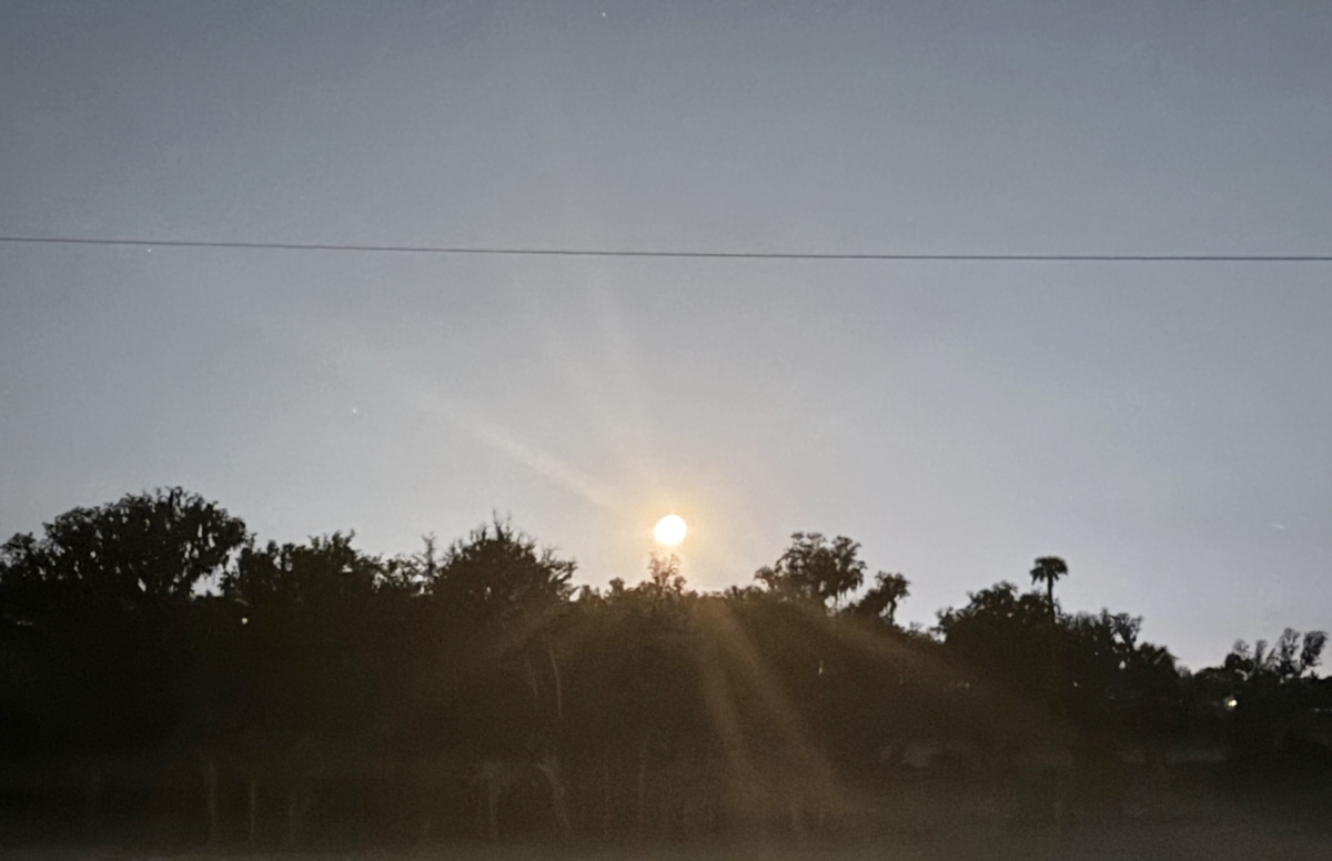 Sunrise over silhouetted trees in Ocala with sun rays stretching across a clear morning sky.
