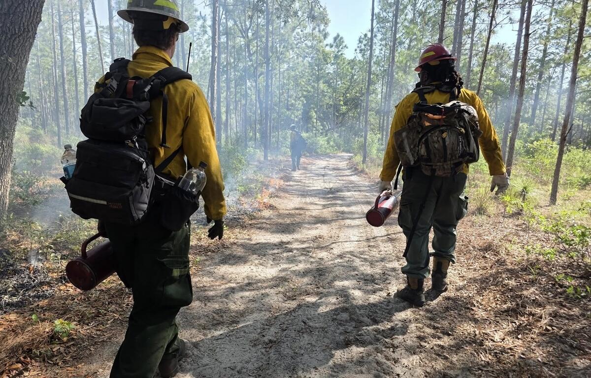 Two firefighters in yellow shirts and backpacks walk down a dirt trail with drip torches during a controlled burn in a pine forest.