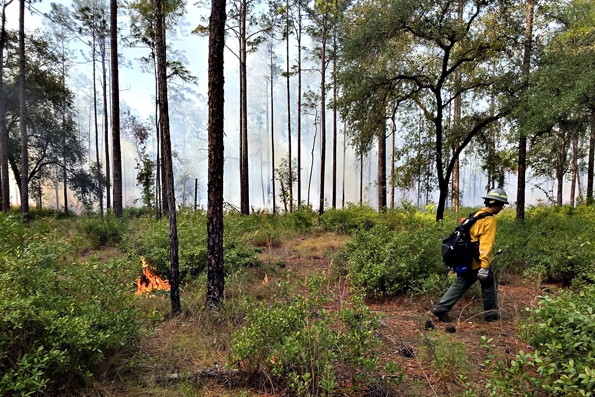 Firefighter in yellow gear walks near low flames and smoke-filled pine forest during tactical burn in Ocala National Forest.