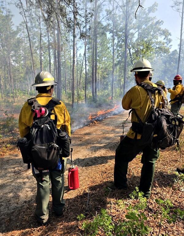 Firefighters in yellow gear use drip torches to ignite a controlled burn along a forest trail in the Ocala National Forest.