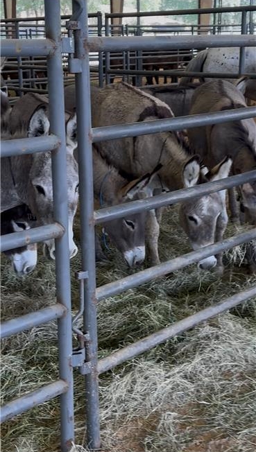 Wild burros gathered and eating hay behind metal fencing at Ocala adoption event.