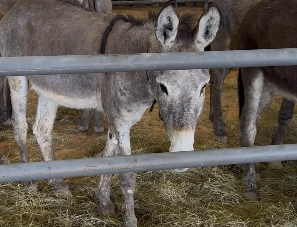 Gray wild burros in holding pen at Ocala adoption event hosted by the Bureau of Land Management.