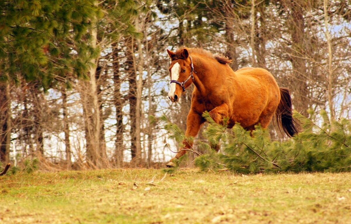 A chestnut-colored wild horse with a white blaze trots through a grassy area near pine trees on a wintery day.