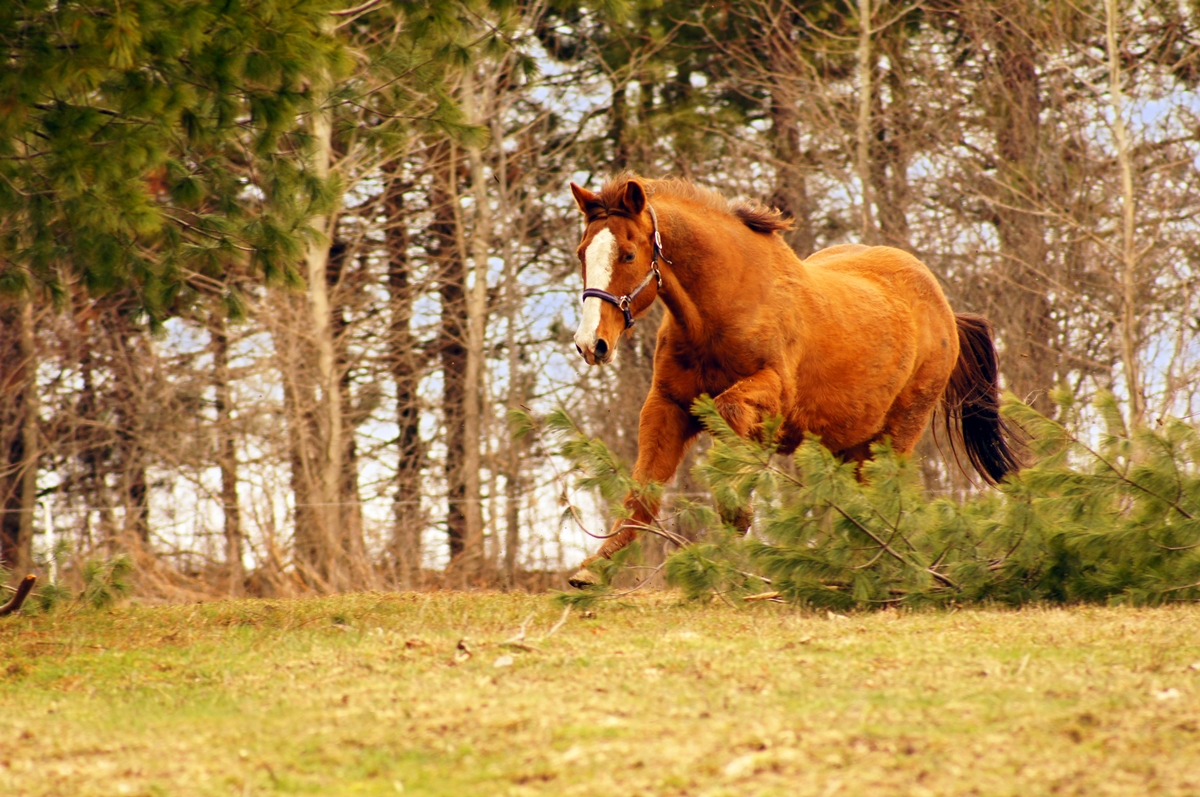 A chestnut-colored wild horse with a white blaze trots through a grassy area near pine trees on a wintery day.