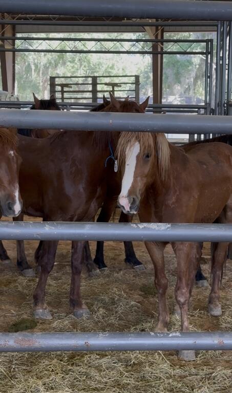 Group of chestnut mustangs with white markings in a pen at Ocala wild horse adoption event.
