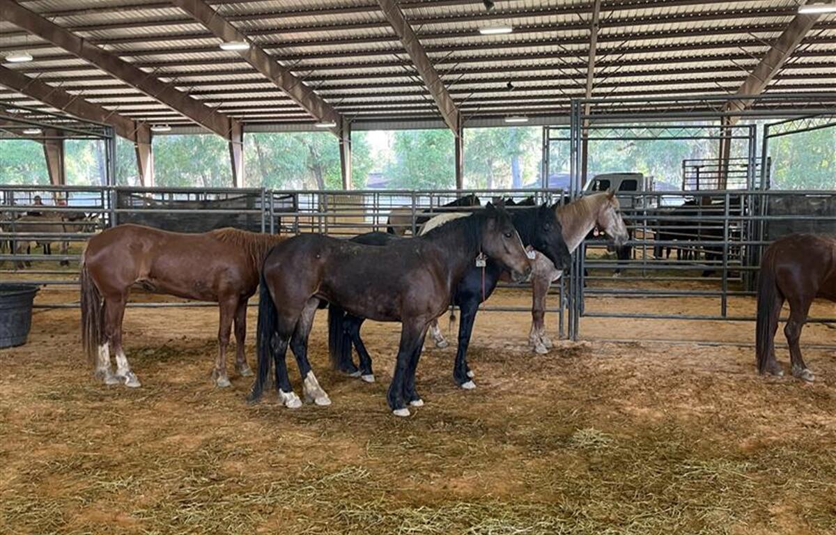 Wild mustangs in pens at Southeastern Livestock Pavilion during Ocala adoption event.