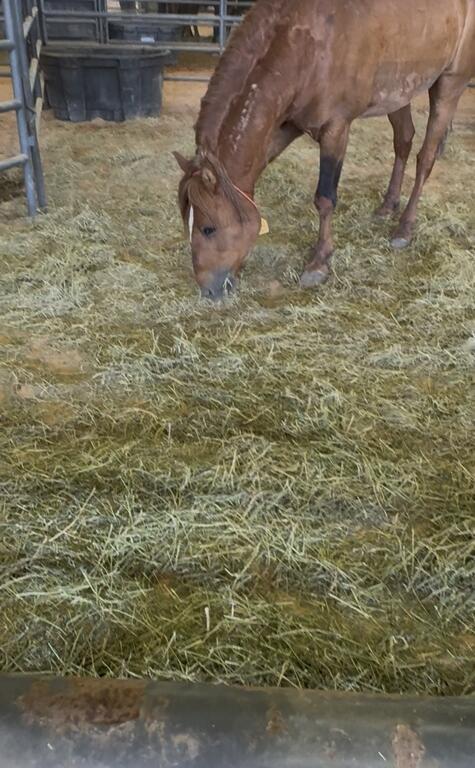 Chestnut mustang eating hay in a pen at Southeastern Livestock Pavilion during Ocala adoption event.