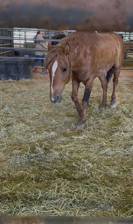 Chestnut mustang with white blaze in pen at Ocala adoption event hosted by the Bureau of Land Management