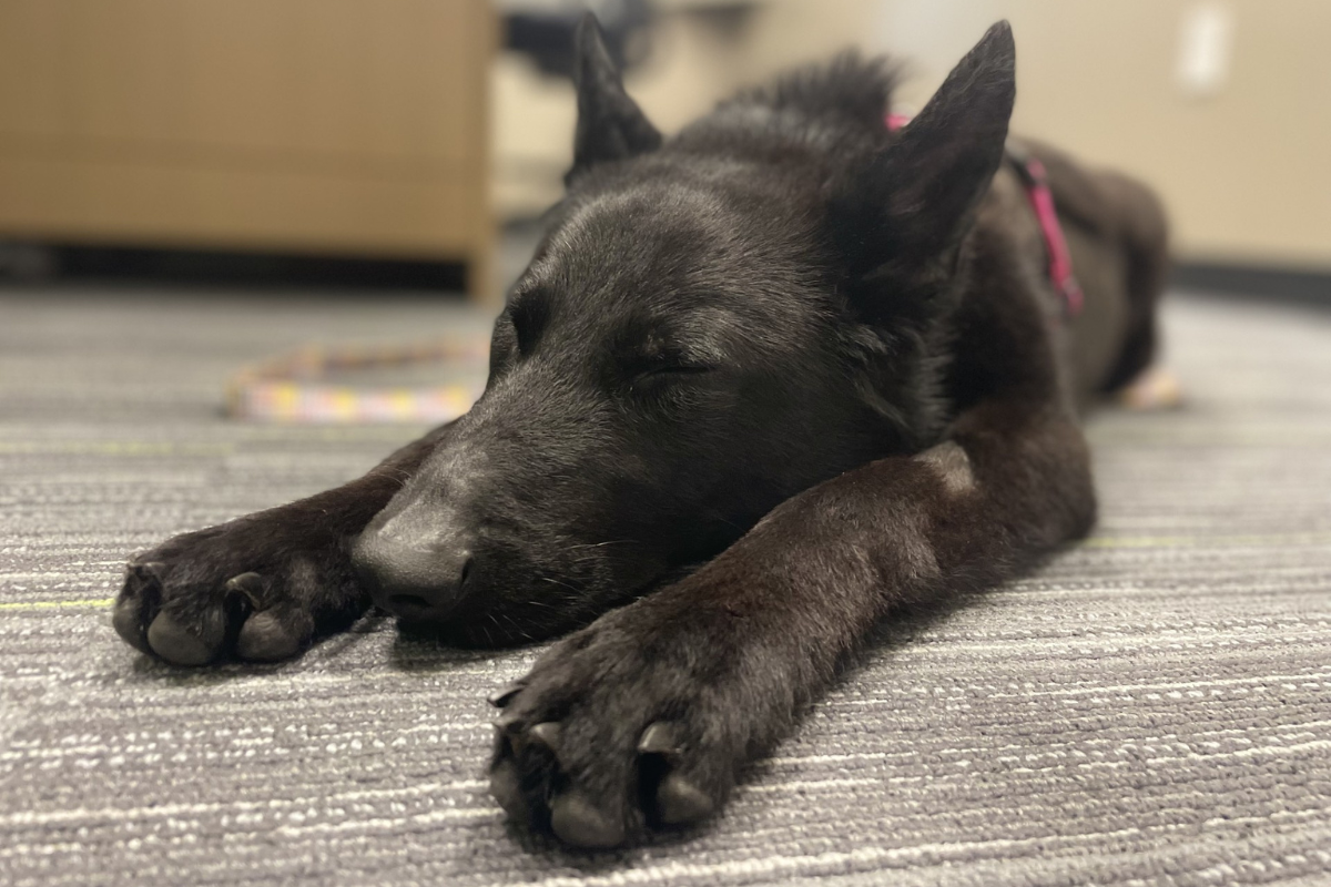 A black furry dog rests her head on her paws with her eyes closed while laying on gray carpet.