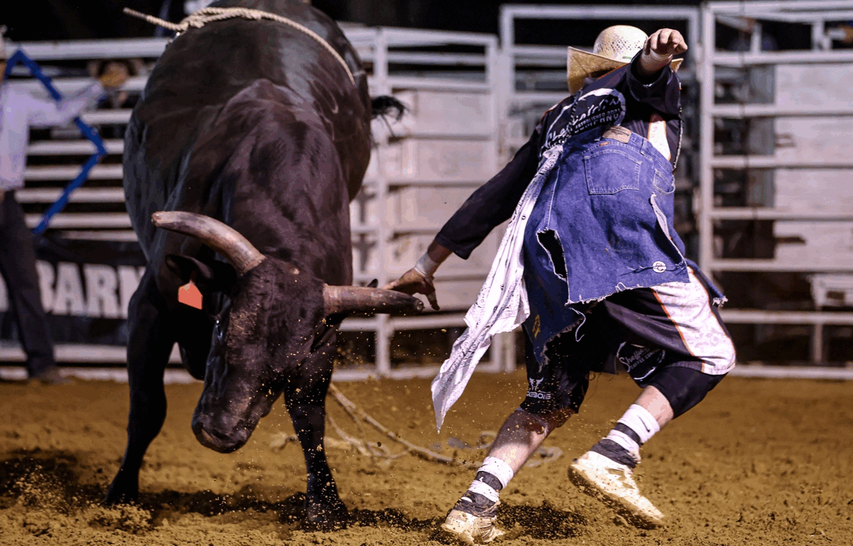 A bull rider in tattered gear distracts an aggressive black bull in the arena as dirt flies from the bull's hooves.