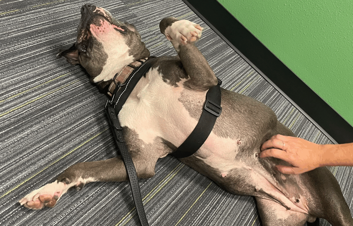 A gray dog with a with stomach wearing a white harness lays on her back on a striped carpet while a hand pets her stomach.
