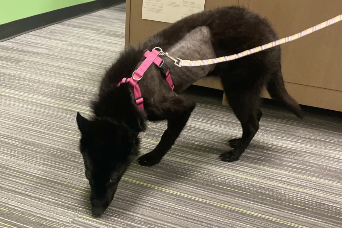 A black furry dog wearing a pink harness with a shaved patch on the left side of her chest stands on gray carpet, sniffing the floor.