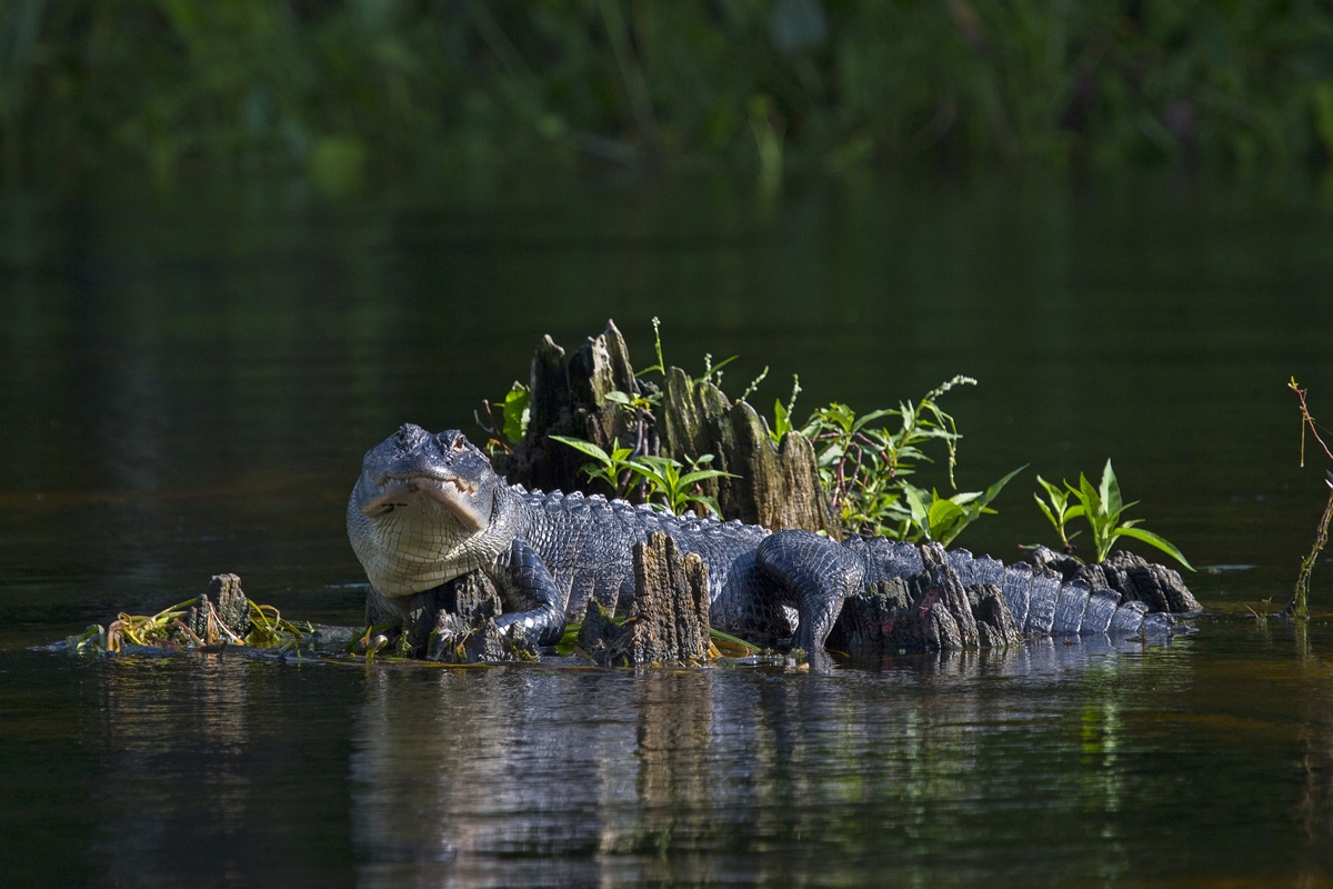American alligator resting on a cypress stump surrounded by water and vegetation in Florida