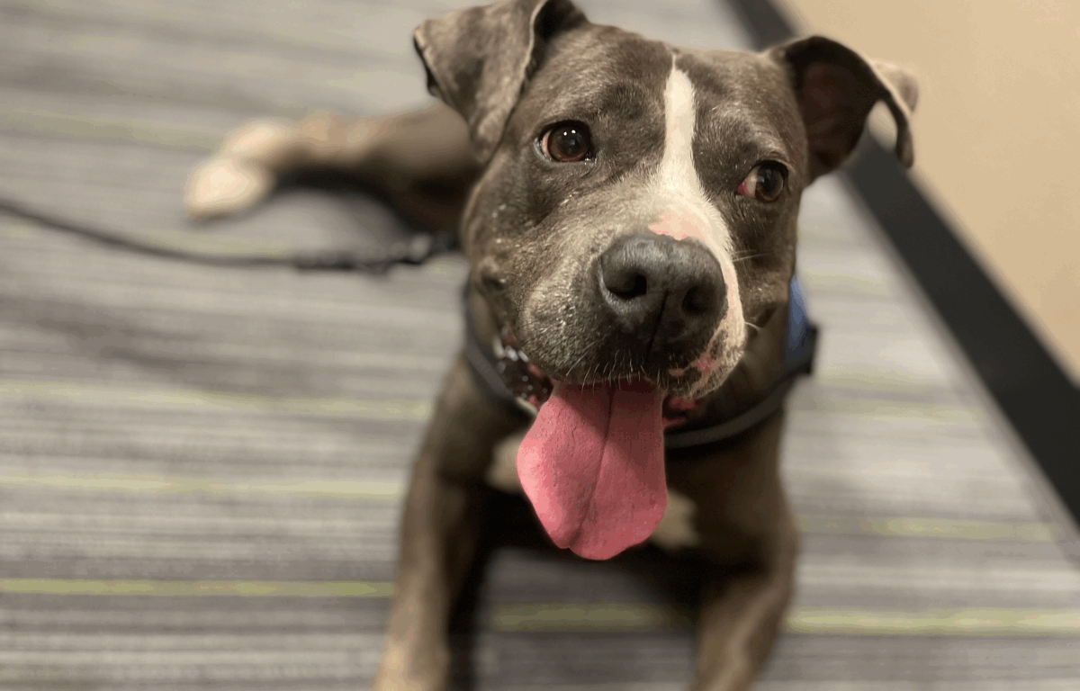 A smiling gray and white dog with a pink tongue sits indoors on a striped carpet while wearing a black harness.