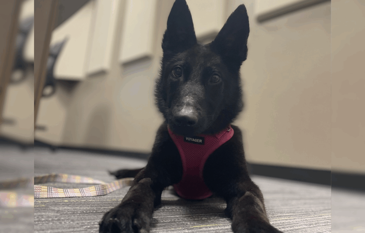 A black furry dog with ears sticking up wearing a pink harness looks at the camera while laying on the floor.