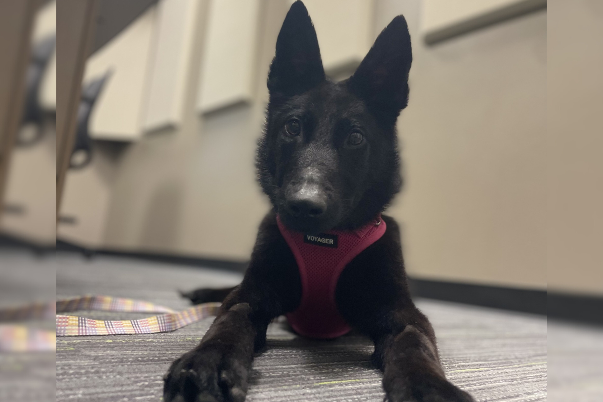A black furry dog with ears sticking up wearing a pink harness looks at the camera while laying on the floor.
