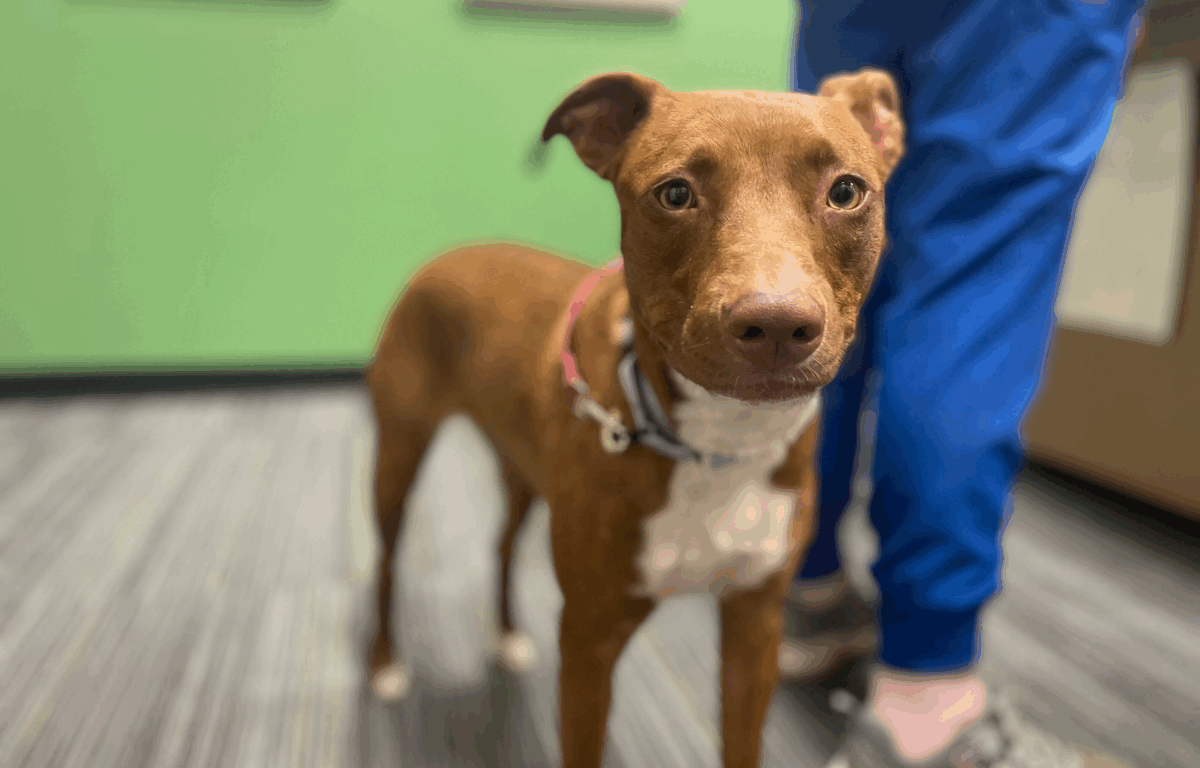Close-up of Bella, a young brown mixed-breed dog with a white chest, standing alert indoors on a carpeted floor with a green wall behind her. A person in blue scrubs and sneakers stands nearby.