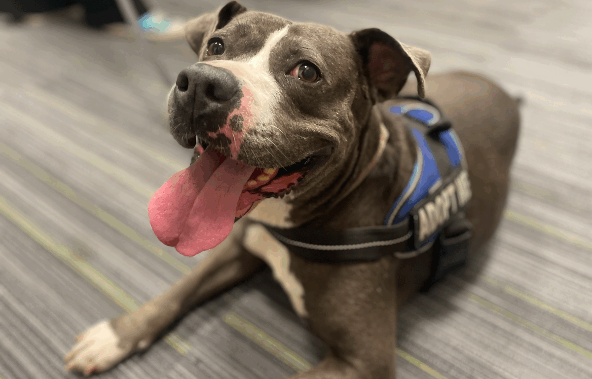 A happy gray and white dog with a wide smile and tongue out, wearing a blue harness that says "ADOPT ME," lying on a carpeted floor with gray and green stripes.