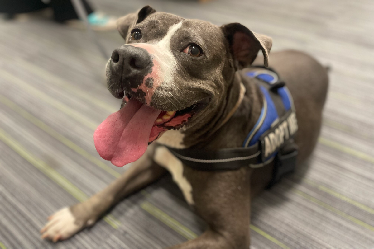 A happy gray and white dog with a wide smile and tongue out, wearing a blue harness that says "ADOPT ME," lying on a carpeted floor with gray and green stripes.