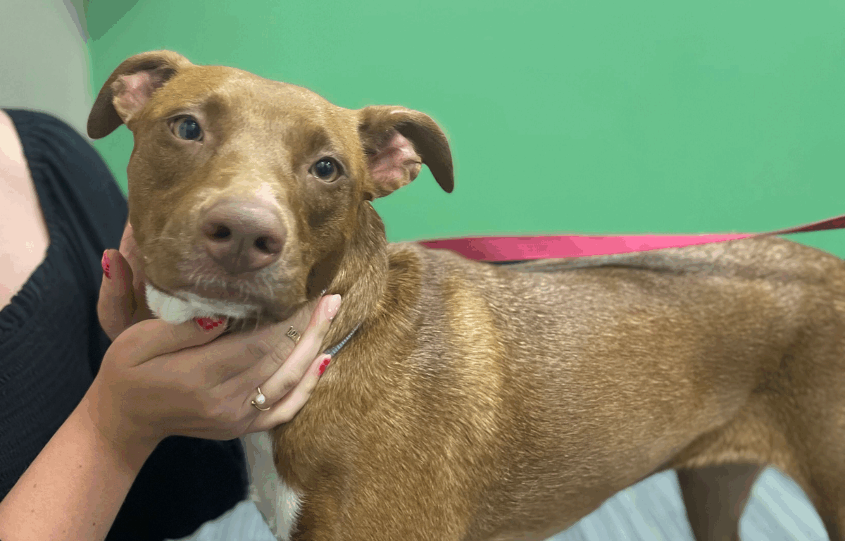 Close-up of Bella, a young brown mixed-breed dog with a white chest, looking at the camera in front of a green wall while being pet under the chin by a woman in a black dress.