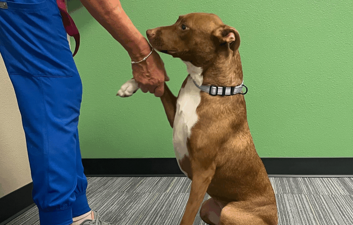 Bella, the brown and white mixed-breed dog, sits obediently and gives her paw to a person wearing blue scrubs. They are indoors against a green wall, highlighting her sweet and well-trained nature.