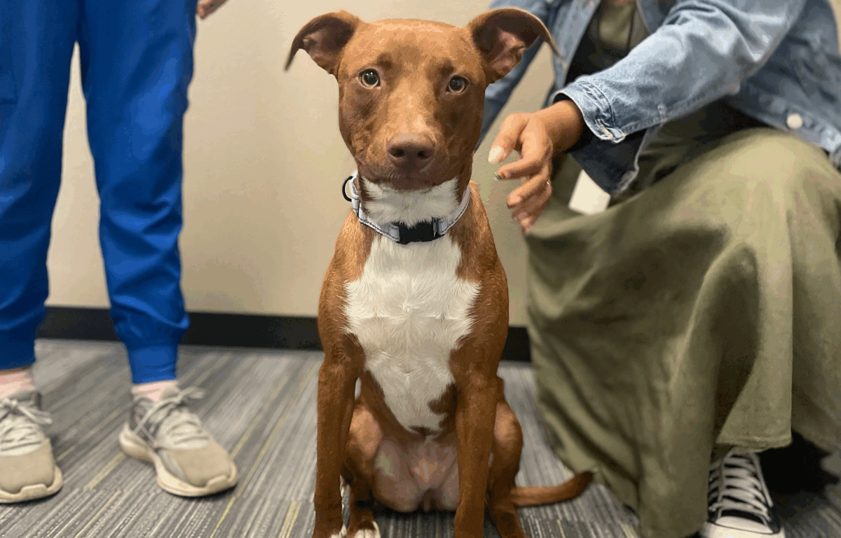 Bella sits attentively between two people indoors, looking directly at the camera. Her ears are perked and she wears a lavender collar, showing her calm and gentle personality.